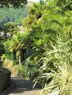 Verdant roads